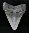 Juvenile Megalodon Tooth #20778-1